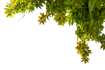 Tropical leaves isolated on white