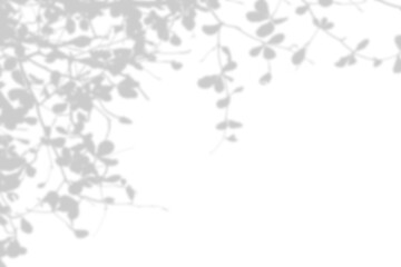 Shadow of branch with leaves isolated on white