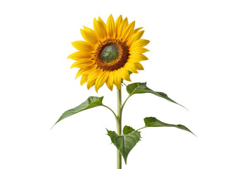 Obraz premium sunflower isolated on white background