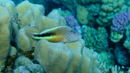 Blackside hawkfish (Paracirrhites forsteri) undersea, Red Sea, Egypt, Sharm El Sheikh, Montazah Bay