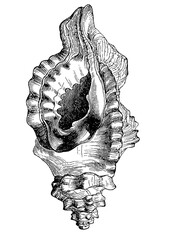 Vintage Shell Line Drawing