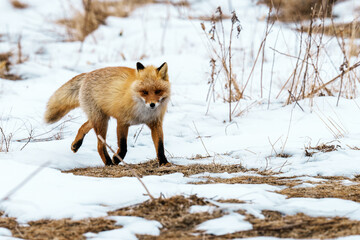 雪原キタキツネ