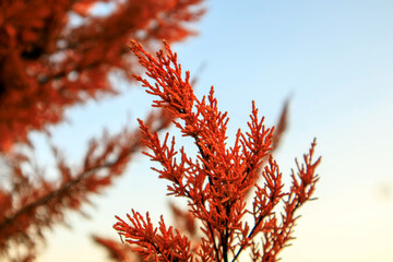 close up view of  red autumn leaves on the pine tree