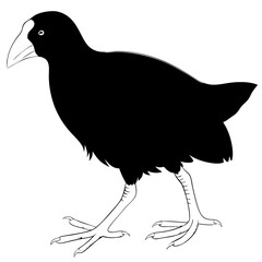 Takahe