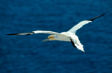 Fou de Bassan, jeune,.Morus bassanus, Northern Gannet