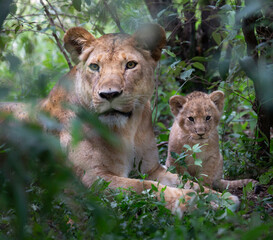 A Protective Lioness and Her Curious Cub in Kenya’s Wilderness