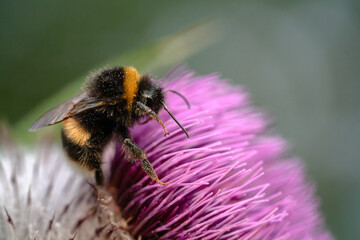 A bumblebee gathers pollen from a Woolly Thistle flower.