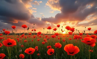 Fototapete Rund Vibrant sunset over a poppy field © Alex