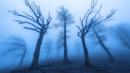 Obraz premium Foggy Forest with Twisted, Leafless Trees