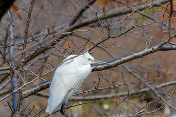 枝に佇む白い鳥