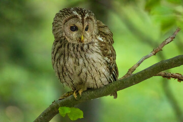 Tawny owl (Strix aluco), also called the brown owl, sitting on branch