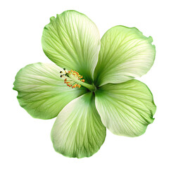 white flower isolated on white background