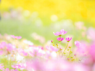 Obraz premium 秋の公園や花壇を彩るコスモスのある風景。背景。自然風景素材