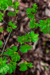 Obraz premium Fresh green leaves of a plant growing amidst brown earth in a natural setting during springtime