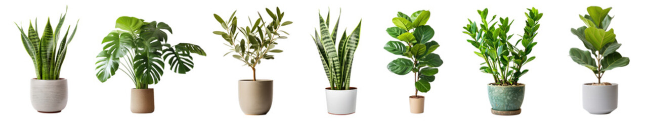 Potted houseplant png cut out element set, transparent background