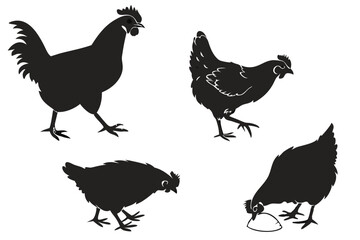 Create a series of chicken silhouettes on a white background. The chickens should be depicted in various poses, such as standing, walking, and pecking, with their distinct features like combs and tail