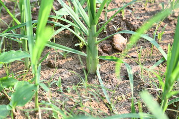 Eleusine coracana or Finger millet plants. It is called Ragi and madua in India and Kodo in Nepal. It  is an annual herbaceous plant. Its widely grown as a cereal crop in the in Africa and Asia.