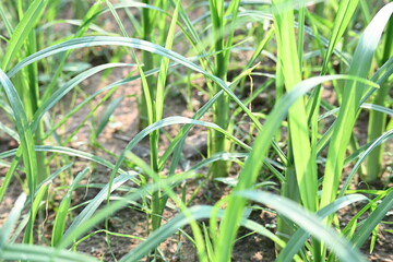 Eleusine coracana or Finger millet plants. It is called Ragi and madua in India and Kodo in Nepal. It  is an annual herbaceous plant. Its widely grown as a cereal crop in the in Africa and Asia.