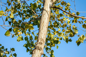 tree trunk with leaves