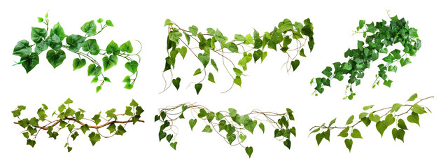 Plant leaf vine png cut out element set, transparent background