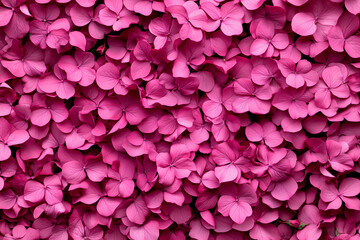 Fototapeta premium pink hydrangea flowers in full bloom, dark pink backdrop