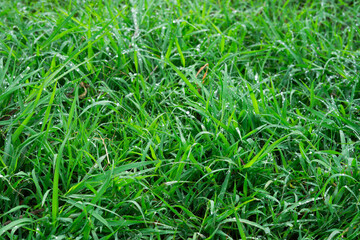 Green grass with morning dew background