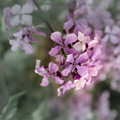 Lila farbige Fliederbluete von oben