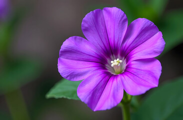 Fototapeta premium Purple Flower Symbolizing Epilepsy Awareness. Close-up of a vibrant purple flower symbolizing epilepsy awareness, ideal for campaigns, posters, and social media posts.