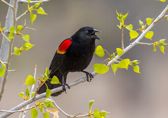 Red-winged Blackbird