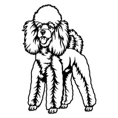 Poodle Dog Breed - Pet Vector Cut file, Dog Silhouette Stencil - Cricut file