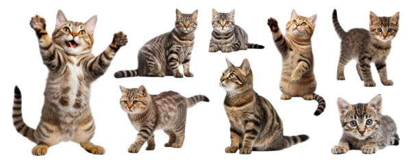 PNG Playful kittens in various poses set, isolated on transparent background