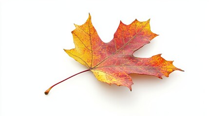 Isolated autumn maple leaf displayed on a white background, showcasing the vibrant colors and unique shape of the maple leaf in its seasonal glory, perfect for various creative uses.