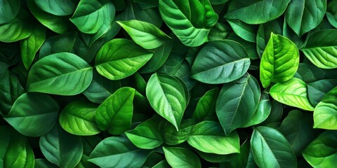 Vibrant green leaves create a stunning background texture, showcasing the beauty of nature s green leaves as a captivating element in design and imagery. Enjoy the allure of green leaves texture.
