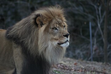 Majestic lion with a full mane in natural setting.