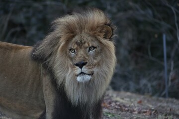 Fototapeta premium Majestic lion with a full mane in natural habitat.