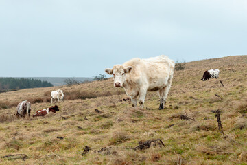 cows in a pasture in Yorkshire, England