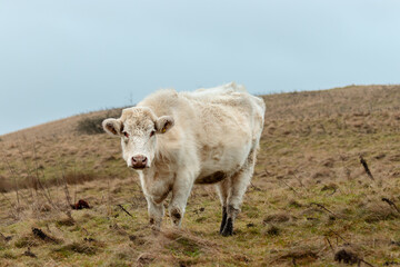 cows in a pasture in Yorkshire, England