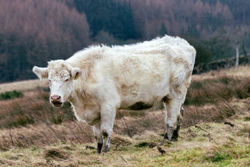 cows in a pasture in Yorkshire, England