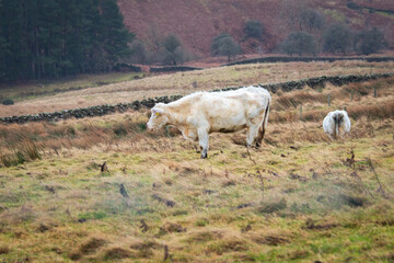 cows in a pasture in Yorkshire, England