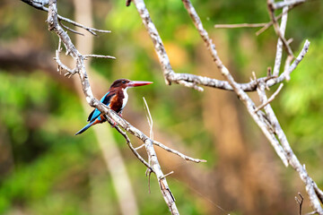  A kingfisher bird in the Yala National Park of Sri Lanka