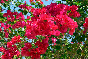 Pink bougainvillea flowers (Bougainvillea glabra), Rio de Janeiro, Brazil