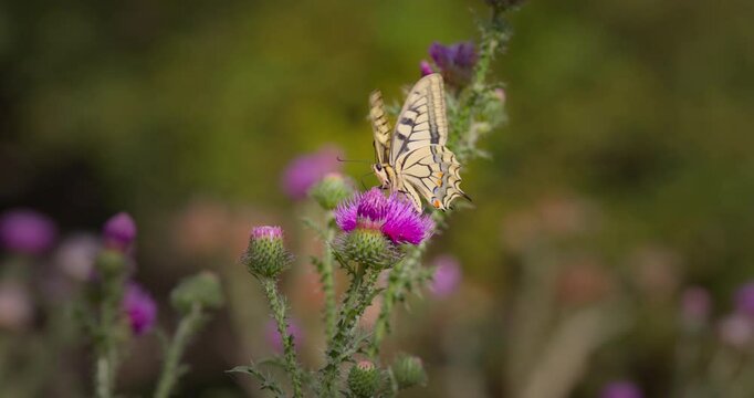 Schwalbenschwanzfalter auf Distel