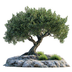 A realistic olive tree on a rocky base with surrounding greenery.