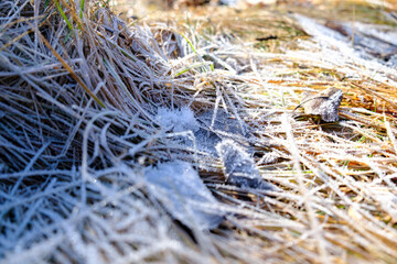 Close-up of frosted grass and leaves glistening in the winter sunlight. The intricate ice crystals create a delicate and natural texture, showcasing the beauty of nature's frozen details.