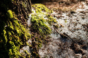 Moss in the forest. Moss. Forest. Macro shot. Shadow and light. Snow. Wet snow. Sunny day. Sun. Rays. Forest landscape. Tree. Contrast. Green color. Greenery.
