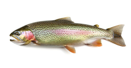 A rainbow trout displayed on a white background, highlighting its vibrant colors and features.