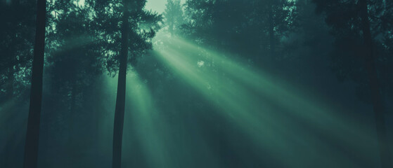 Sunlight breaking through fog in a serene birch forest creates an ethereal atmosphere