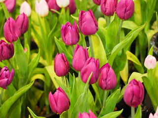 Fototapeta premium A hybrid of dark pink and light is planted in flowerbeds inside exhibition room. The tulip leaves are ovate to lanceolate, elongated, have dark green blades. bright pink tulips top view 