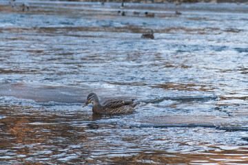 A serene riverside scene with ducks floating on calm water during a chilly day. In the background, small houses and bare trees complete this tranquil winter landscape in a rural village setting.