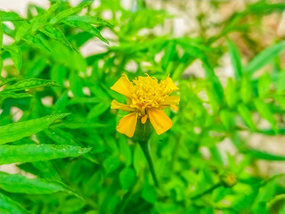 A single bright yellow marigold blooms against a blurred background. Its petals are ruffled and delicate.
